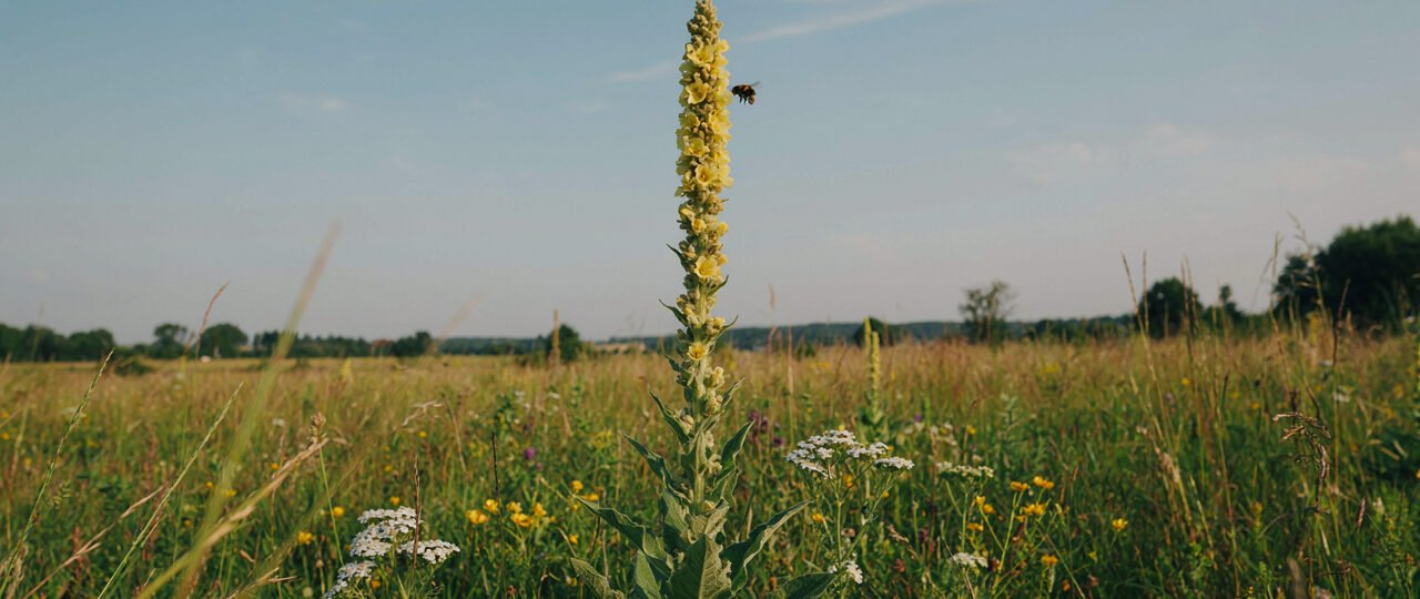 What Is Mullein
