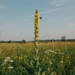 What Is Mullein? Uses, Benefits, Tea, Safety, and Side Effects