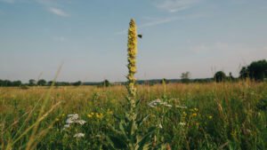 What Is Mullein