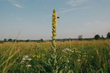 What Is Mullein? Uses, Benefits, Tea, Safety, and Side Effects