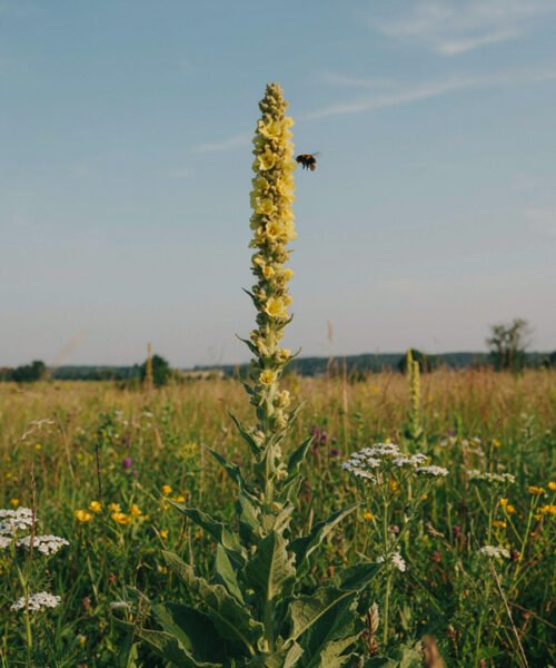 What Is Mullein? Uses, Benefits, Tea, Safety, and Side Effects