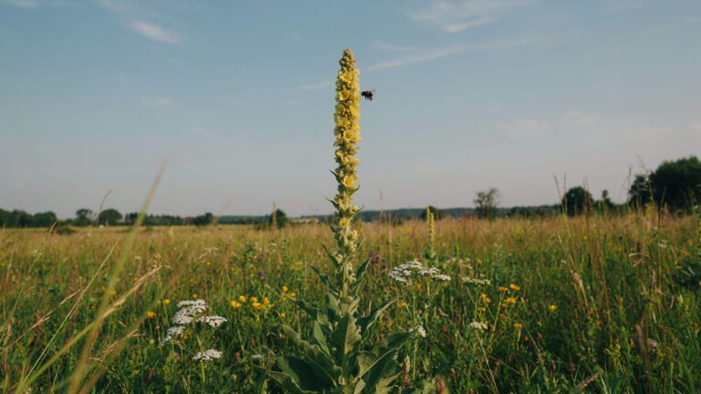 What Is Mullein