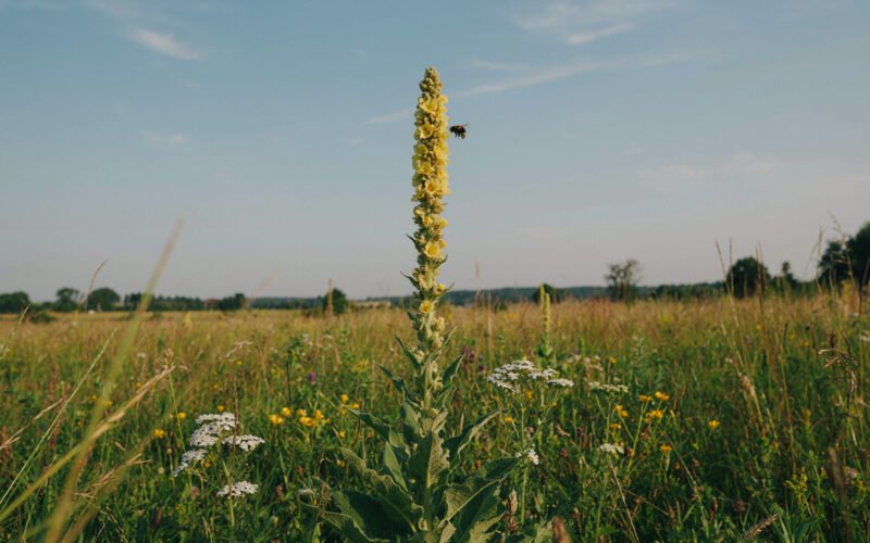 What Is Mullein? Uses, Benefits, Tea, Safety, and Side Effects